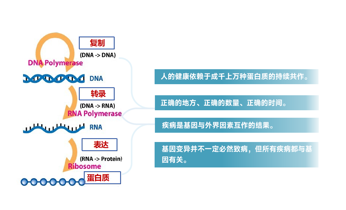 基因检测10.24_03.png